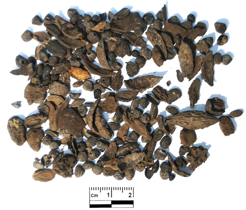 Animal bones, fish bones, and plant seeds from wet sieving